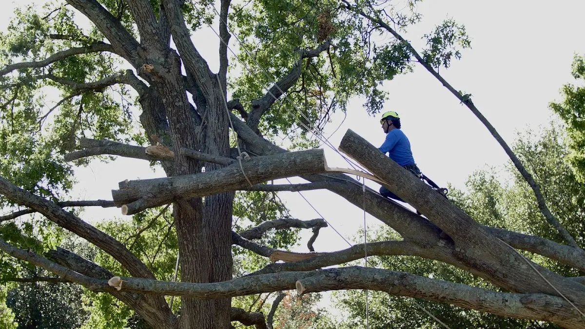 Professional Crown Thinning performed by certified arborists in Orick